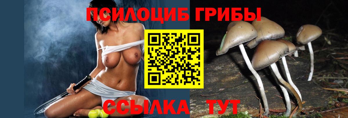 Михайловка  Галлюциногенные грибы GOLDEN TEACHER  где найти наркотики  Псилоцибиновые грибы Psilocybe  Вход с VPN 